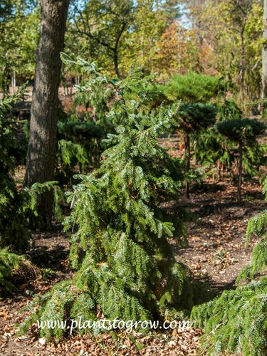 Weeping Serbian Spruce (Picea omorika)